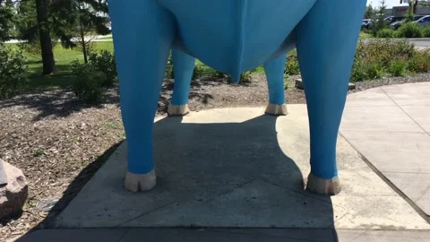 Blue Ox Pan Up Video stock 94154088