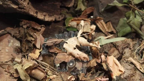 BLUE OYSTER 2 库存影片 272845012