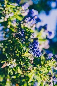 Blue pacific "Ceanothus" tree with flowers in full bloom shot Stock Photos