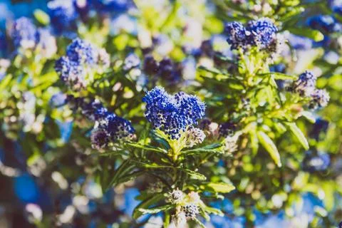 Blue pacific "Ceanothus" tree with flowers in full bloom shot Stock Photos