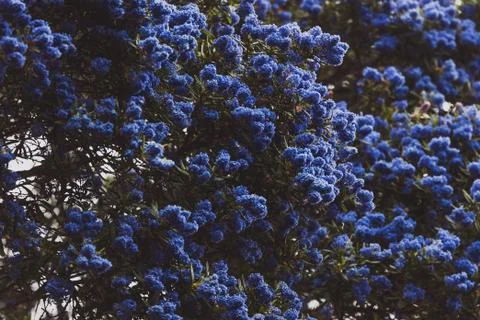 Blue pacific "Ceanothus" tree with flowers in full bloom shot Stock Photos