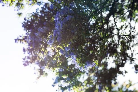 Blue pacific "Ceanothus" tree with flowers in full bloom Stock Photos
