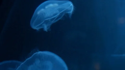 Blue pack of Jellyfish floating in a big aquarium Stock Footage 125535480