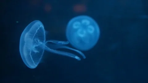 Blue pack of Jellyfish floating in a big aquarium Stock Footage 125535482