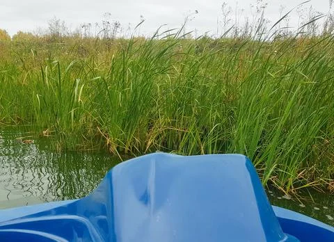 Blue paddle boat viewed from the front, surrounded by tall green grass and .. Stock Photos