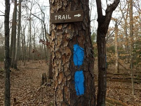 Blue paint marks on tree trunk in forest or woods with trail sign Stock Photos