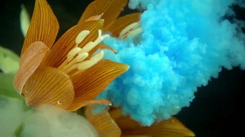 Blue Paint On Orange Flower Stock Footage 94327033