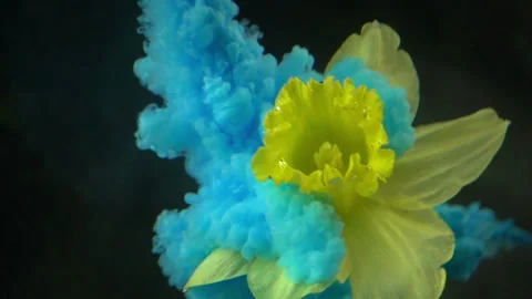 Blue Paint Spreading Over Green Flower Stock Footage 94326841