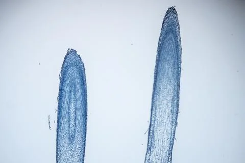 Blue paint strokes on white background with two vertical lines and textured.. Stock Photos