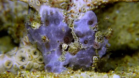Blue Painted frog fish Stock Footage 201190663