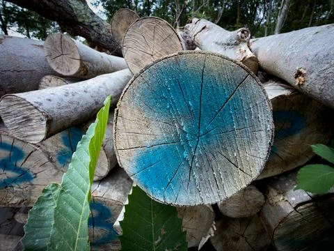 Blue painted timber log end close up Stock-Fotos