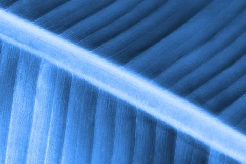 Blue palm tree leaf close up as a background Stock Photos