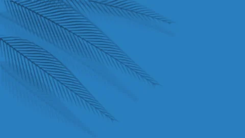 Blue palm tree leaves shadow animation loop footage Stock Footage 346545252