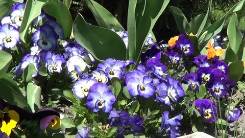 Blue pansies Stock Footage 334680689