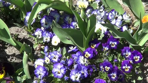 Blue pansies 動画素材 334680703