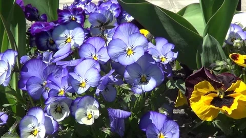 Blue pansies 動画素材 334680827