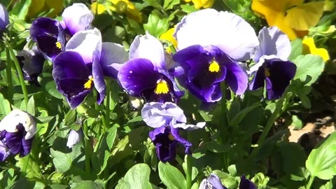 Blue pansies 動画素材 334861048