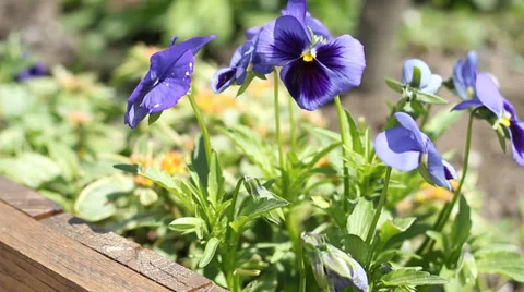 Blue Pansy Stock Footage 39490010