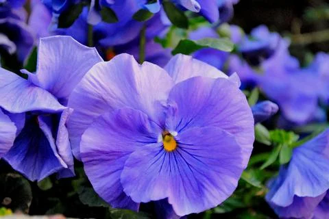 Blue pansy Stockfoto's
