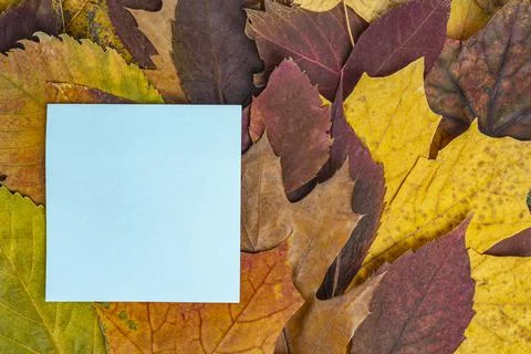 Blue paper for notes on the background of dry autumn leaves texture copy space Stock Photos
