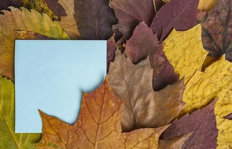 Blue paper for notes on the background of dry autumn leaves texture copy space Stock Photos
