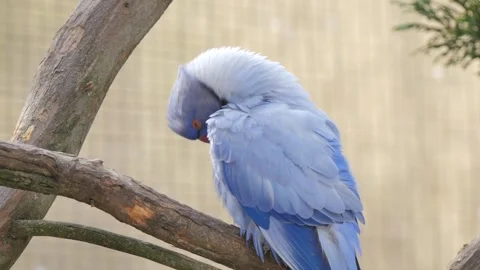 Blue parakeet on a branch Stock Footage 325969976