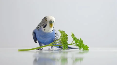 Blue parakeet falling asleep standing infront of a parsley 스톡 동영상 233571304