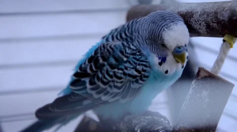 Blue parakeet 스톡 동영상 44427961