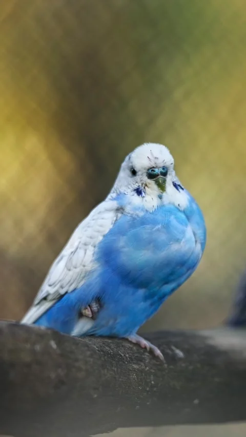 Blue Parakeet Parrots On A Branch Stock Footage 339019431