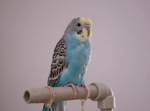 Blue parakeet on a perch Foto stock