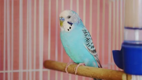 Blue parakeet perched resting in cage out of focus then racked in Stock Footage 75151881