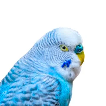Blue Parakeet Stock Photos