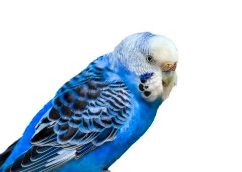 Blue Parakeet Stock Photos