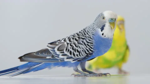 Blue Parakeet sings in foreground while yellow budgie sits in the background Stock Footage 236452589