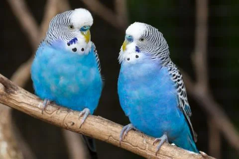 Blue Parakeets Stock Photos