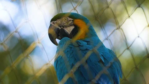 Blue parrot ara looking at the camera in a zoo in French Guiana 스톡 동영상 95479595