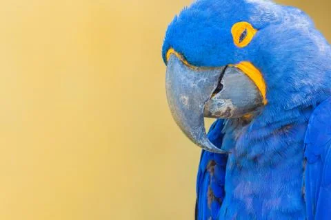 Blue parrot at background Stock Photos