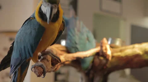 Blue Parrot Chewing a Branch Video stock 24323538