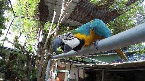 A blue parrot is fed with grains Video stock 88816225