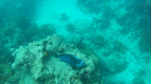 Blue Parrot Fish Stock Footage 7902400
