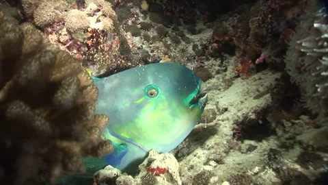 A blue parrot fish staying at bottom of sea Stock Footage 247655007