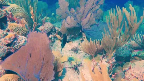 Blue Parrot fish swimming through coral sponge at Southwest Breaker reef Stock Footage 155618938