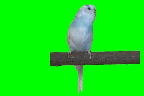 Blue parrot Video stock 18698288
