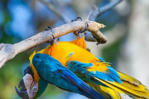 Blue parrot fun upside down Stock Photos