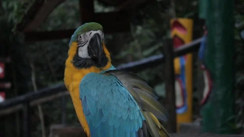 Blue parrot grooming Stock Footage