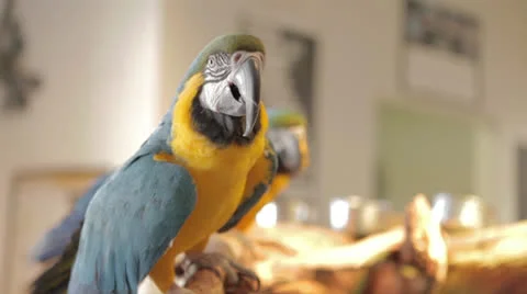 Blue Parrot Interested In the Camera Stock Footage 24323779