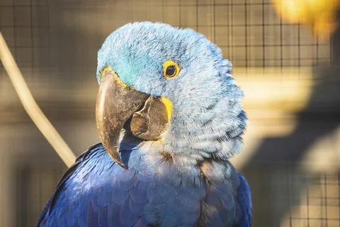 Blue parrot with large beak in front of a grid in the sunlight, Straubing Zoo, Foto stock