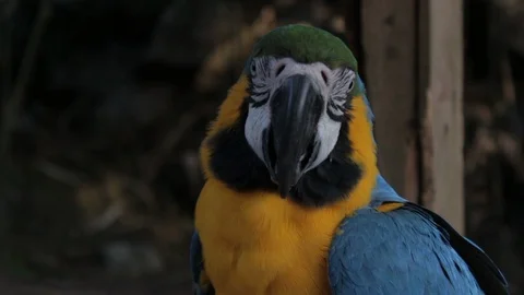Blue parrot looking at camera Stock Footage