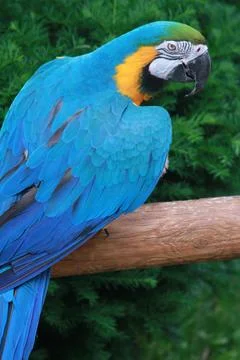 Blue Parrot looking at camera 스톡 사진