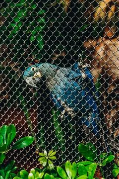 Blue parrot perched on a chain-link fence in a lush green environment Stock Photos